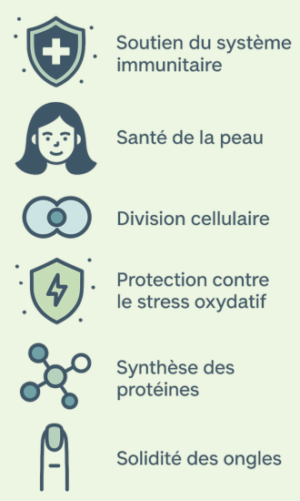 Bienfaits du zinc